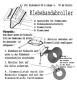 Mobile Preview: Plastik - Rollfritze Handabroller technische Zeichnung